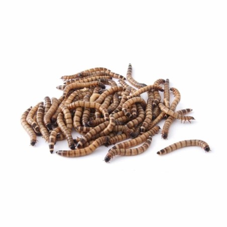 Vente ver de morio vivant Zophobas morio alimentation reptile