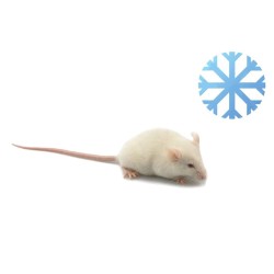 Vente alimentation reptile de souris congelée