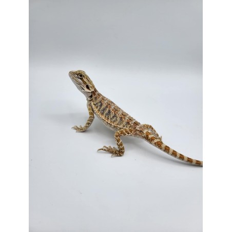 Pogona vitticeps /agame barbu juvénile couleur mix